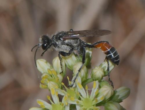 Prionyx kirbii